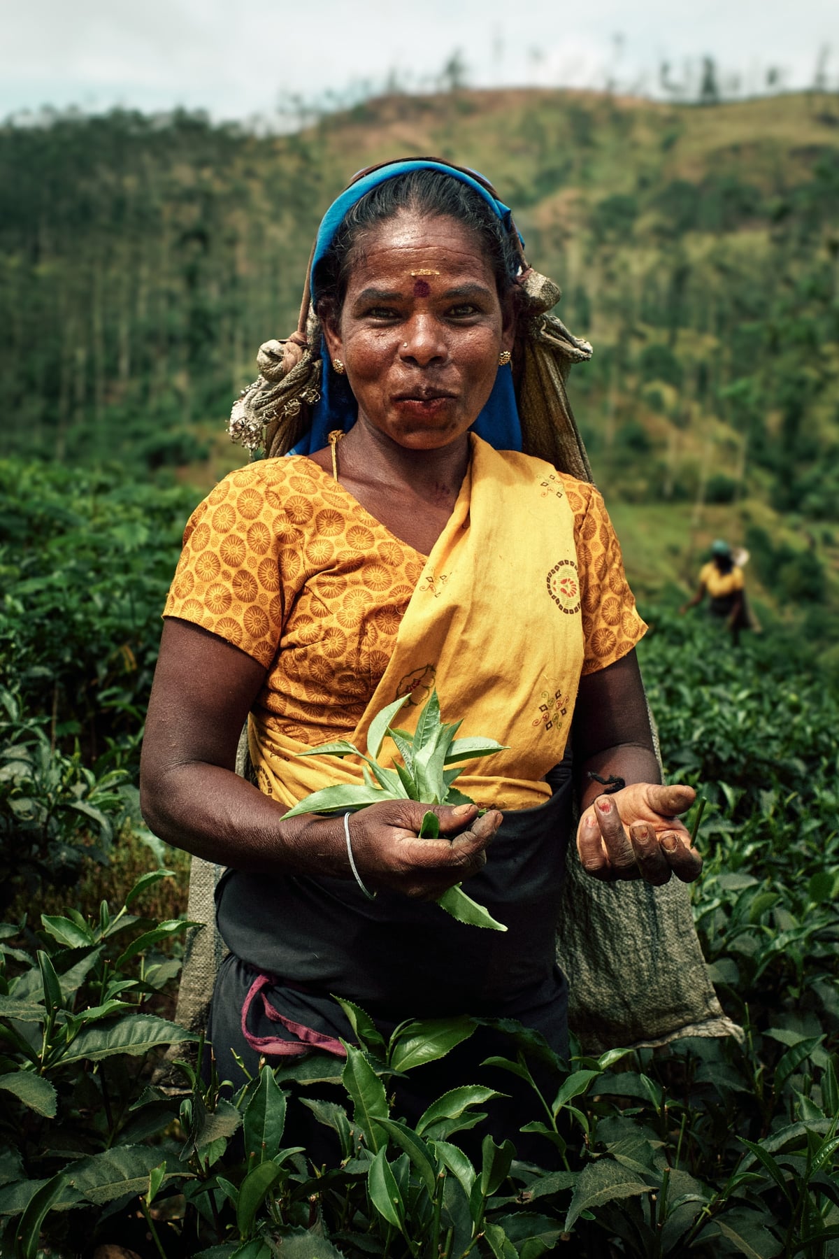 The Cost of Tea — Sri Lanka — 3